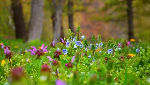 Обои цветы, поляна, луг, водосбор, аквилегия, flowers, glade, meadow, the catchment, aquilegia разрешение 3004x1887 Загрузить