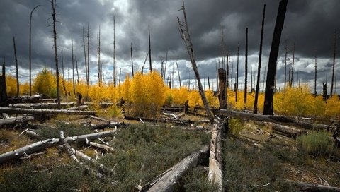 Обои деревья, лес, тучи, стволы, осень, бревна, trees, forest, clouds, trunks, autumn, logs разрешение 2047x1300 Загрузить