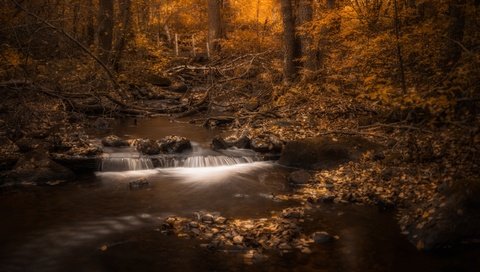 Обои деревья, мостик, лес, листва, осень, речка, trees, the bridge, forest, foliage, autumn, river разрешение 2560x1600 Загрузить