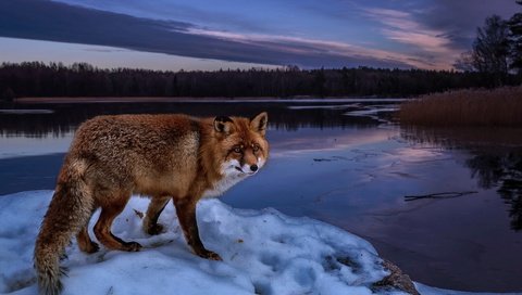 Обои деревья, пейзаж, вечер, рыжая, река, лиса, лисица, снег, природа, берег, лес, зима, trees, landscape, the evening, red, fox, river, snow, nature, shore, forest, winter разрешение 3815x2410 Загрузить