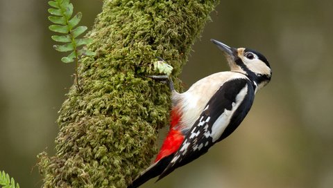 Обои дерево, птица, клюв, перья, дятел, tree, bird, beak, feathers, woodpecker разрешение 1920x1200 Загрузить