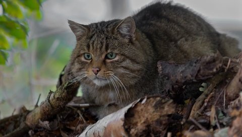 Обои глаза, усы, взгляд, дикая кошка, лесной кот, лесная кошка, eyes, mustache, look, wild cat, wildcat, forest cat разрешение 1920x1234 Загрузить