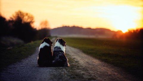 Обои дорога, утро, собаки, бордер-колли, road, morning, dogs, the border collie разрешение 2048x1365 Загрузить