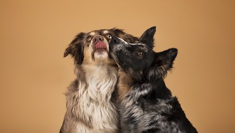 Обои фон, друзья, собаки, бордер-колли, now kiss, background, friends, dogs, the border collie разрешение 2048x1246 Загрузить