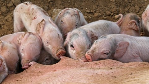 Обои фон, свинья, свиньи, поросята, хрюшки, background, pig, pigs разрешение 2560x1707 Загрузить