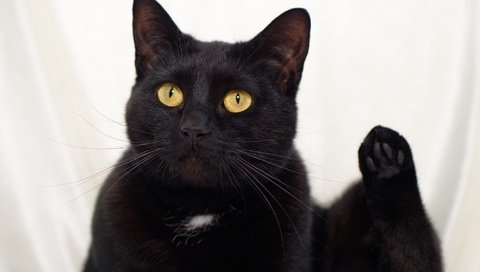 Обои глаза, кот, усы, взгляд, черный, eyes, cat, mustache, look, black разрешение 2048x1463 Загрузить
