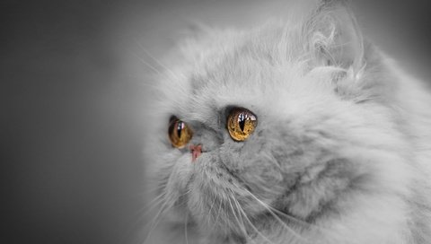 Обои глаза, портрет, мордочка, взгляд, монохром, персидская кошка, eyes, portrait, muzzle, look, monochrome, persian cat разрешение 2560x1962 Загрузить