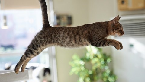 Обои кот, лапы, стол, прыжок, хвост, cat, paws, table, jump, tail разрешение 1920x1200 Загрузить