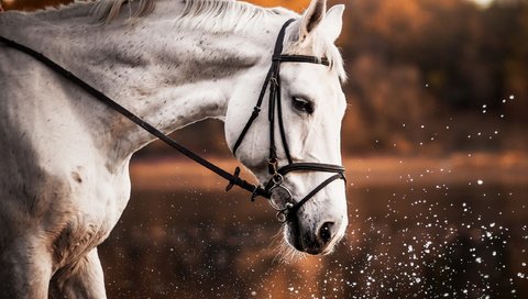 Обои лошадь, природа, брызги, профиль, конь, белая, horse, nature, squirt, profile, white разрешение 2560x1707 Загрузить