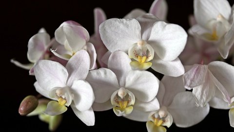 Обои цветы, макро, черный фон, белая, орхидея, flowers, macro, black background, white, orchid разрешение 2048x1365 Загрузить