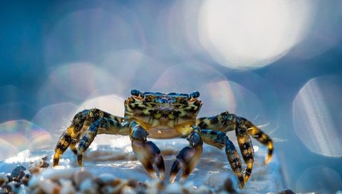 Обои макро, блики, краб, клешни, клещи, macro, glare, crab, claws, mites разрешение 2500x1667 Загрузить