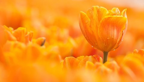 Обои макро, цветок, капли, оранжевый, тюльпан, macro, flower, drops, orange, tulip разрешение 2048x1280 Загрузить