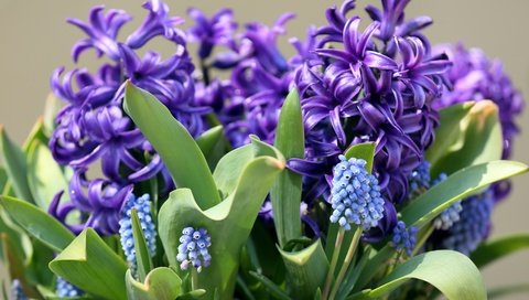 Обои цветы, макро, весна, гиацинт, мускари, flowers, macro, spring, hyacinth, muscari разрешение 3000x2000 Загрузить