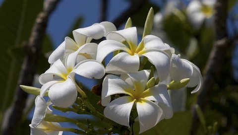 Обои цветы, макро, лепестки, соцветие, плюмерия, бутончики, flowers, macro, petals, inflorescence, plumeria, buds разрешение 3888x2592 Загрузить