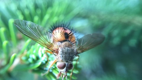 Обои макро, насекомое, крылья, муха, волосики, macro, insect, wings, fly, hairs разрешение 2048x1536 Загрузить
