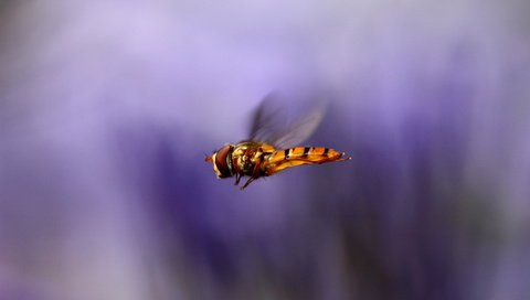 Обои макро, насекомое, полет, крылья, размытость, муха, macro, insect, flight, wings, blur, fly разрешение 2400x1600 Загрузить