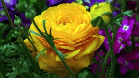 Обои цветы, макро, лепестки, ранункулюс, лютик, левкой, flowers, macro, petals, ranunculus, buttercup, gillyflower разрешение 2048x1365 Загрузить