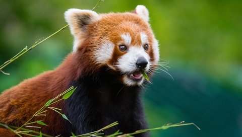 Обои мордочка, шерсть, красная панда, малая панда, muzzle, wool, red panda разрешение 6000x4000 Загрузить