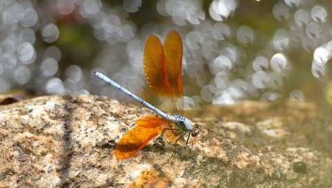 Обои насекомое, крылья, блики, стрекоза, insect, wings, glare, dragonfly разрешение 2048x1365 Загрузить