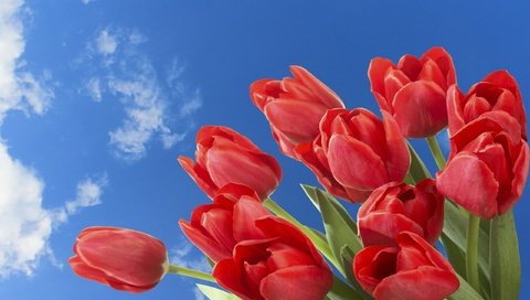 Обои небо, цветы, облака, весна, тюльпаны, the sky, flowers, clouds, spring, tulips разрешение 2560x1600 Загрузить