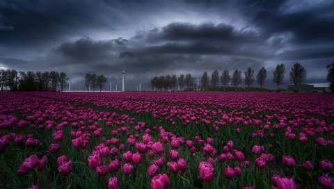 Обои небо, цветы, деревья, тучи, поле, весна, тюльпаны, the sky, flowers, trees, clouds, field, spring, tulips разрешение 2048x1402 Загрузить