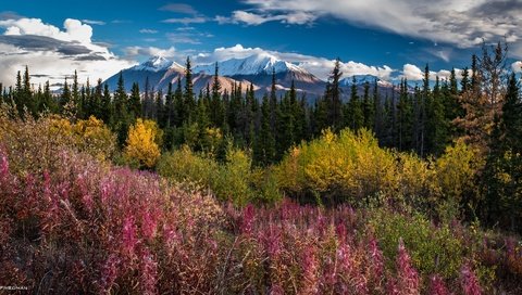 Обои небо, деревья, горы, травы, the sky, trees, mountains, grass разрешение 2048x1089 Загрузить