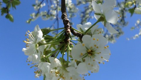 Обои небо, ветка, цветение, весна, слива, the sky, branch, flowering, spring, drain разрешение 4119x3089 Загрузить