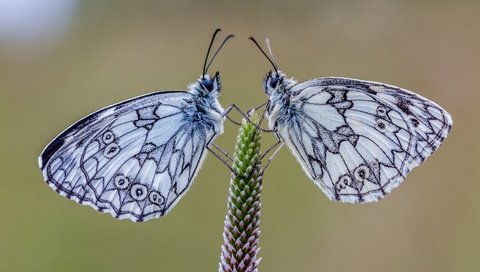 Обои природа, растения, фон, насекомые, пара, бабочки, галатея, nature, plants, background, insects, pair, butterfly, galatea разрешение 5760x3840 Загрузить