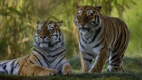 Обои парочка, дикая кошка, тигры, a couple, wild cat, tigers разрешение 2560x1579 Загрузить