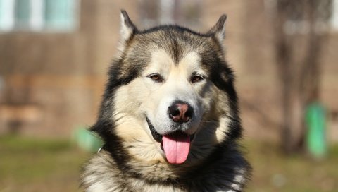 Обои портрет, собака, хаски, язык, маламут, аляскинский маламут, portrait, dog, husky, language, malamute, alaskan malamute разрешение 1920x1280 Загрузить