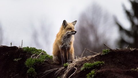 Обои природа, фон, лиса, лисица, животное, nature, background, fox, animal разрешение 2048x1367 Загрузить