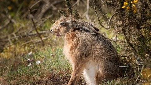 Обои природа, фон, заяц, nature, background, hare разрешение 2048x1363 Загрузить