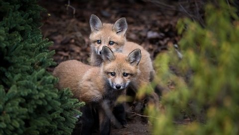 Обои природа, лес, лисята, лисы, nature, forest, cubs, fox разрешение 2048x1367 Загрузить