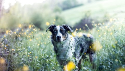 Обои цветы, природа, собака, друг, австралийская овчарка, аусси, flowers, nature, dog, each, australian shepherd, aussie разрешение 2560x1636 Загрузить