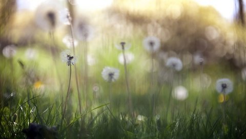 Обои цветы, трава, природа, весна, одуванчики, flowers, grass, nature, spring, dandelions разрешение 2560x1707 Загрузить