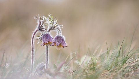 Обои цветы, природа, весна, сон-трава, прострел, flowers, nature, spring, sleep-grass, cross разрешение 2048x1222 Загрузить