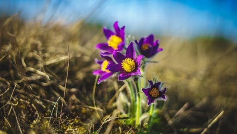 Обои цветы, природа, весна, сон-трава, прострел, flowers, nature, spring, sleep-grass, cross разрешение 2560x1707 Загрузить