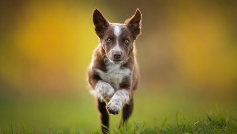 Обои щенок, бег, коричневый, бордер-колли, tissaia, puppy, running, brown, the border collie разрешение 2048x1365 Загрузить