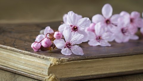 Обои стиль, вишня, книга, цветки, style, cherry, book, flowers разрешение 5493x3652 Загрузить