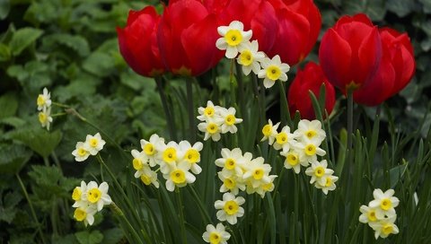 Обои цветы, весна, тюльпаны, клумба, нарцисы, flowers, spring, tulips, flowerbed, the narciso разрешение 1920x1200 Загрузить