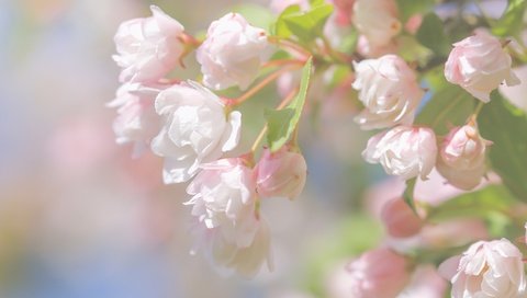 Обои ветка, цветение, макро, весна, цветки, бутончики, paula w, branch, flowering, macro, spring, flowers, buds разрешение 2400x1600 Загрузить