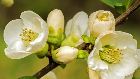 Обои ветка, природа, цветение, макро, фон, весна, branch, nature, flowering, macro, background, spring разрешение 2048x1362 Загрузить