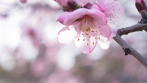 Обои ветка, природа, цветение, макро, весна, сакура, боке, branch, nature, flowering, macro, spring, sakura, bokeh разрешение 2048x1360 Загрузить