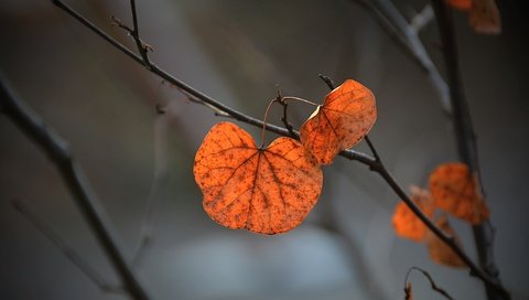 Обои ветка, природа, листья, фон, осень, branch, nature, leaves, background, autumn разрешение 3500x2333 Загрузить