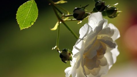 Обои ветка, цветок, лепестки, белый, размытость, шиповник, branch, flower, petals, white, blur, briar разрешение 1920x1440 Загрузить