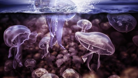 Обои вода, всплеск, медузы, подводный мир, щупальцы, water, splash, jellyfish, underwater world, the tentacles разрешение 2000x1429 Загрузить