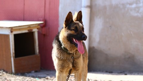 Обои взгляд, собака, язык, немецкая овчарка, овчарка, look, dog, language, german shepherd, shepherd разрешение 1920x1280 Загрузить