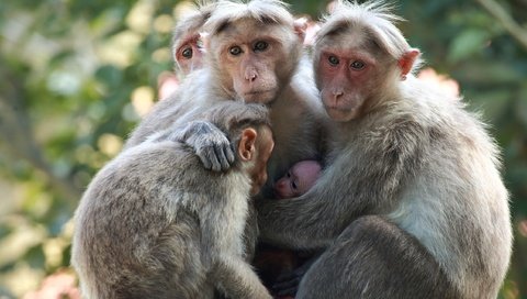 Обои взгляд, семья, детеныш, обезьяны, японские макаки, sujesh sm, look, family, cub, monkey, japanese macaque разрешение 2554x1600 Загрузить