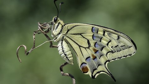 Обои природа, насекомое, фон, бабочка, davide lopresti, махаон, nature, insect, background, butterfly, swallowtail разрешение 4385x2927 Загрузить