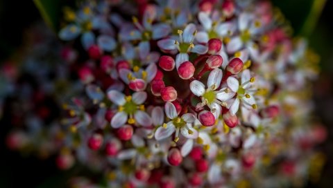 Обои цветы, природа, цветение, фон, весна, flowers, nature, flowering, background, spring разрешение 4896x2760 Загрузить